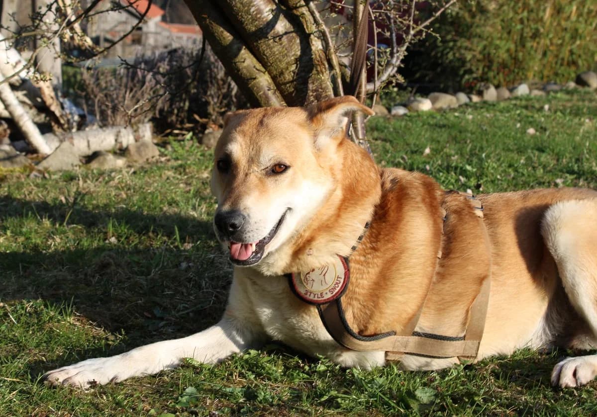 Diego, male 4yo Mixed Breed for adoption at Zuflucht für Tiere im Allgäu, Kempten