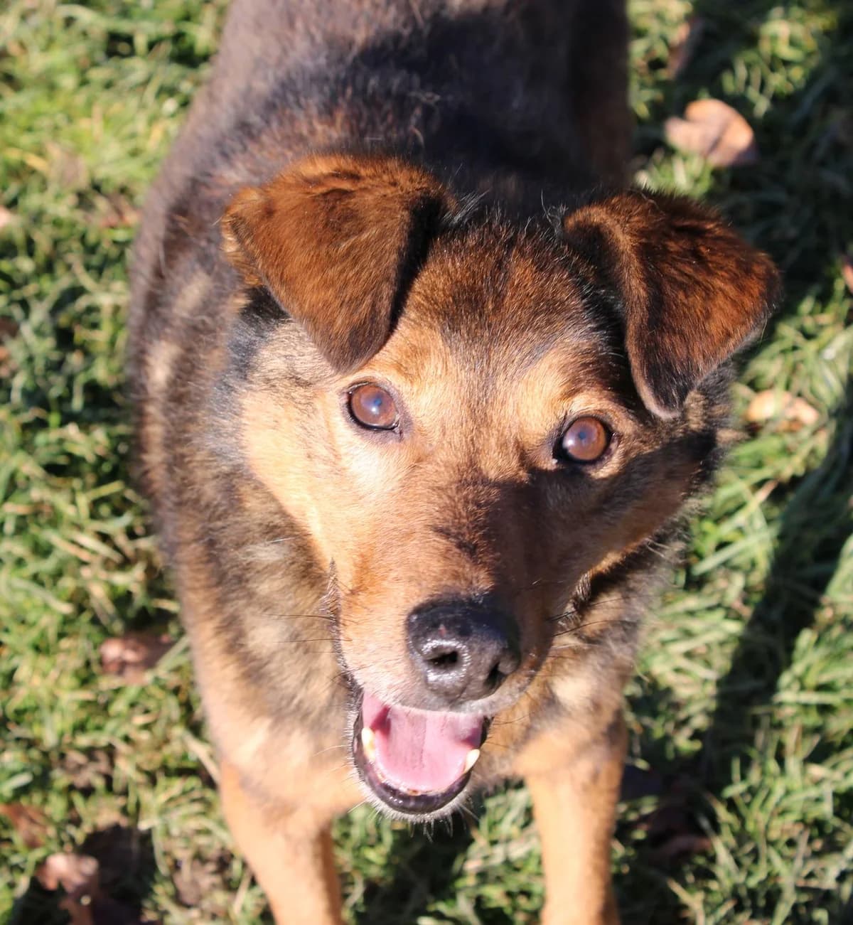 Jace, male senior Mixed Breed for adoption at Zuflucht für Tiere im Allgäu, Kempten