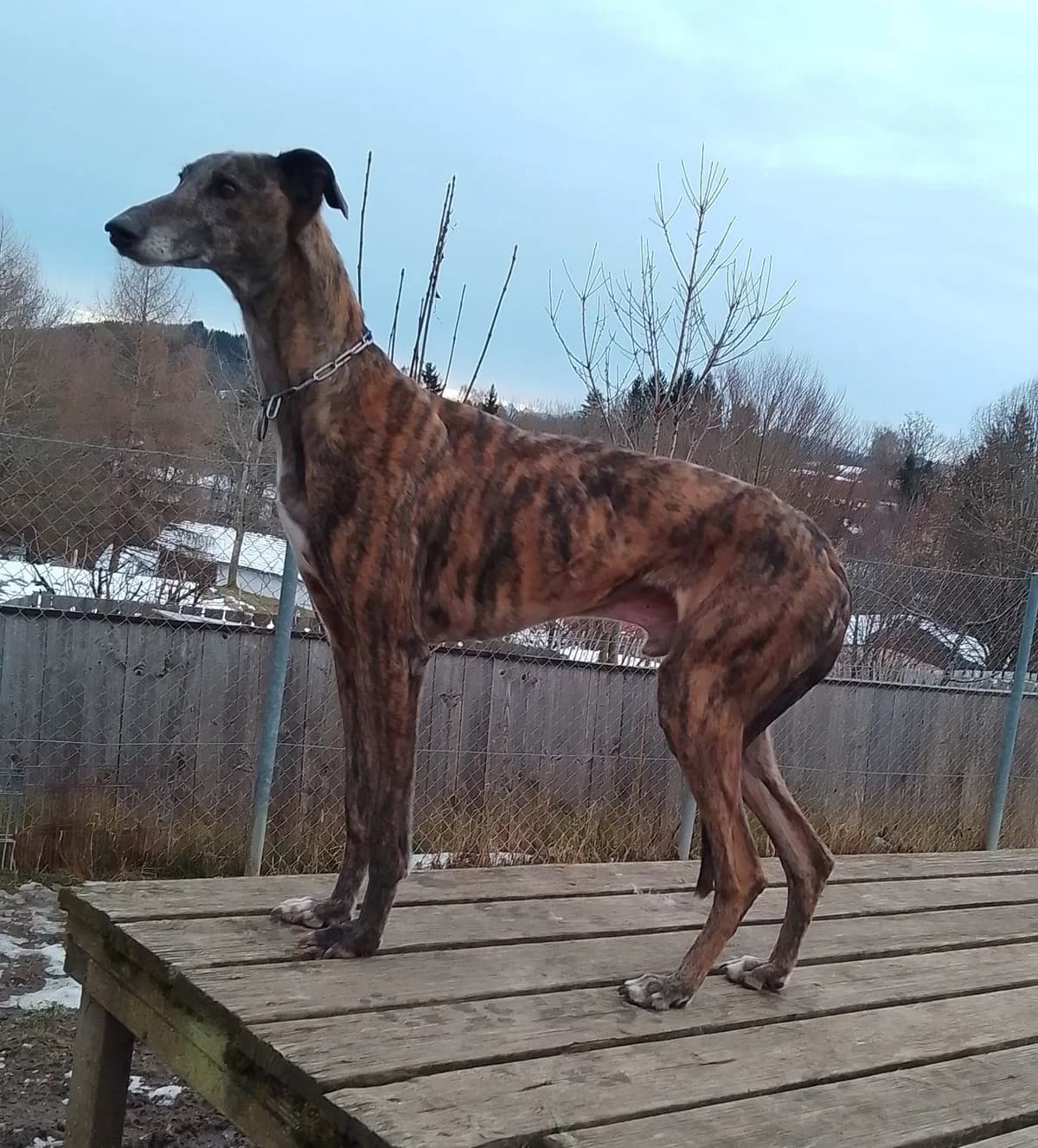 Rufo, male Mixed Breed for adoption at Zuflucht für Tiere im Allgäu, Kempten