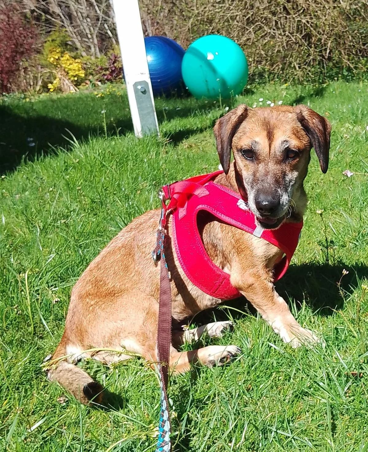 Borsika, male senior Mixed Breed for adoption at Zuflucht für Tiere im Allgäu, Kempten