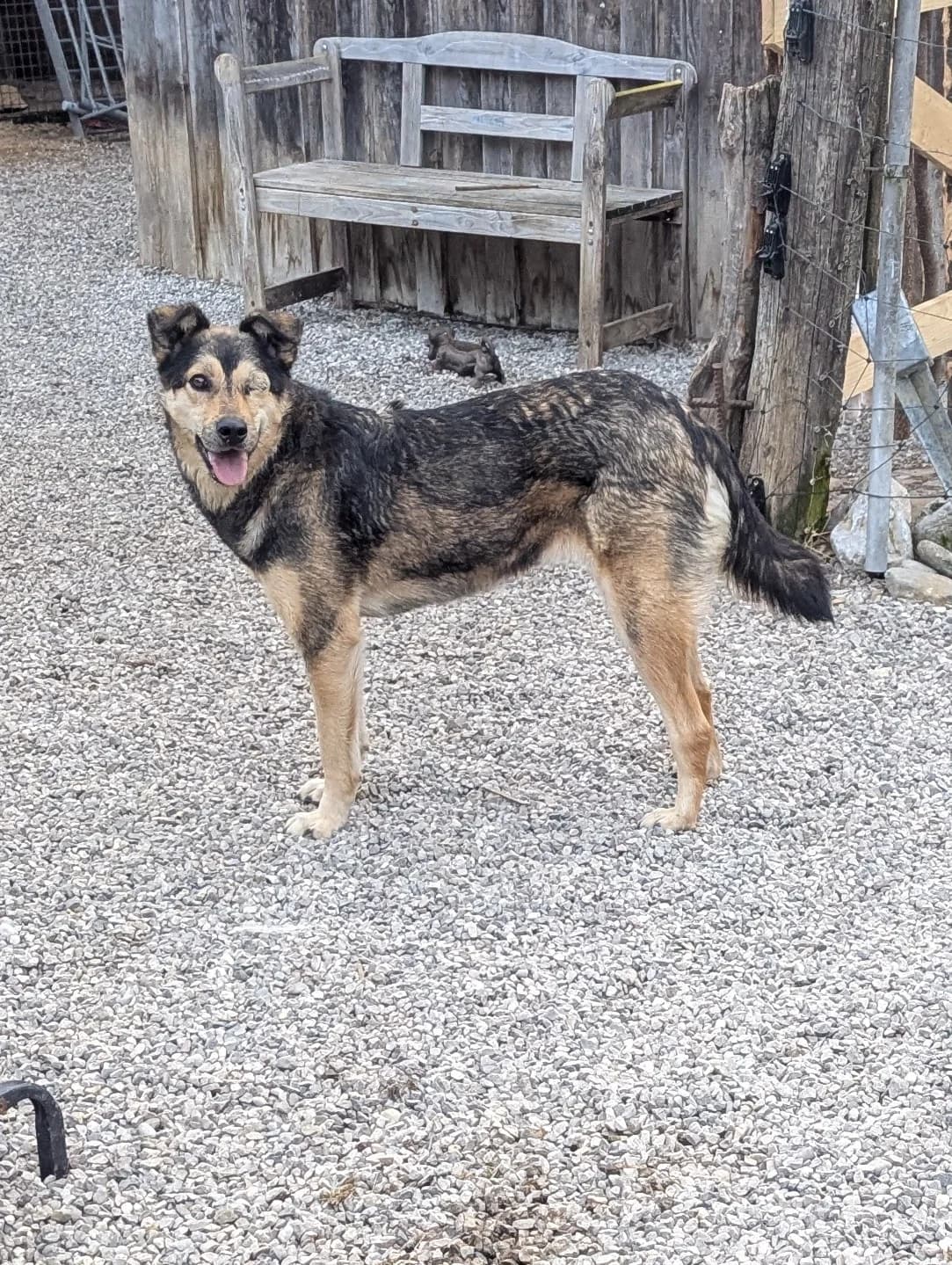 Bonnie, female 4yo Mixed Breed for adoption at Zuflucht für Tiere im Allgäu, Kempten