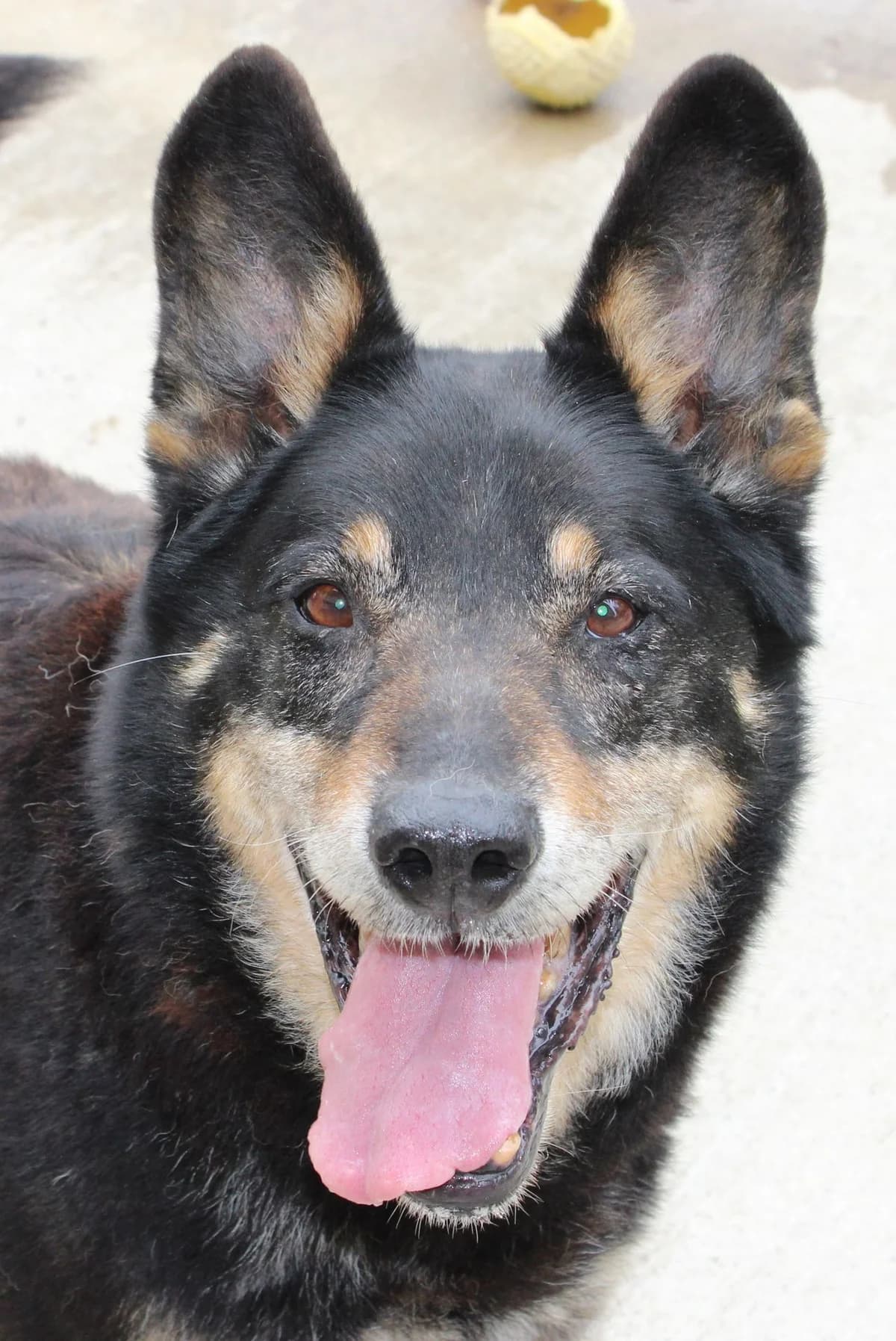 Liam, male senior Mixed Breed for adoption at Zuflucht für Tiere im Allgäu, Kempten