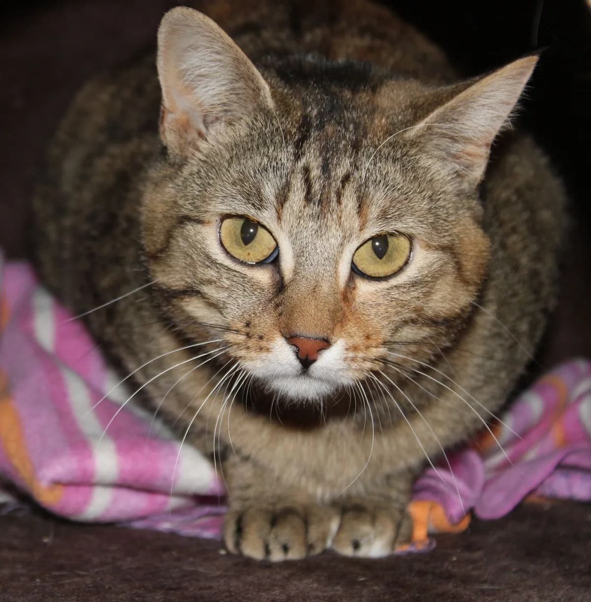Sally,  4yo Mixed Breed for adoption at Zuflucht für Tiere im Allgäu, Kempten