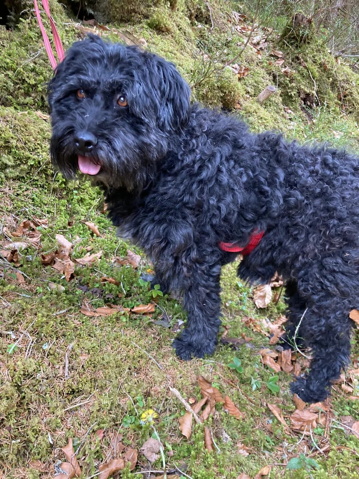 Neri, female Mixed Breed for adoption at Zuflucht für Tiere im Allgäu, Kempten