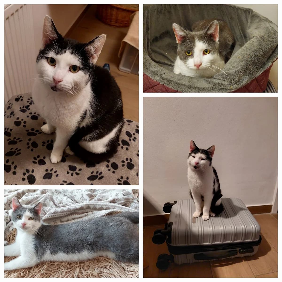 Bobby und Casper, schwarz male young Mixed Breed for adoption at Zuflucht für Tiere im Allgäu, Kempten