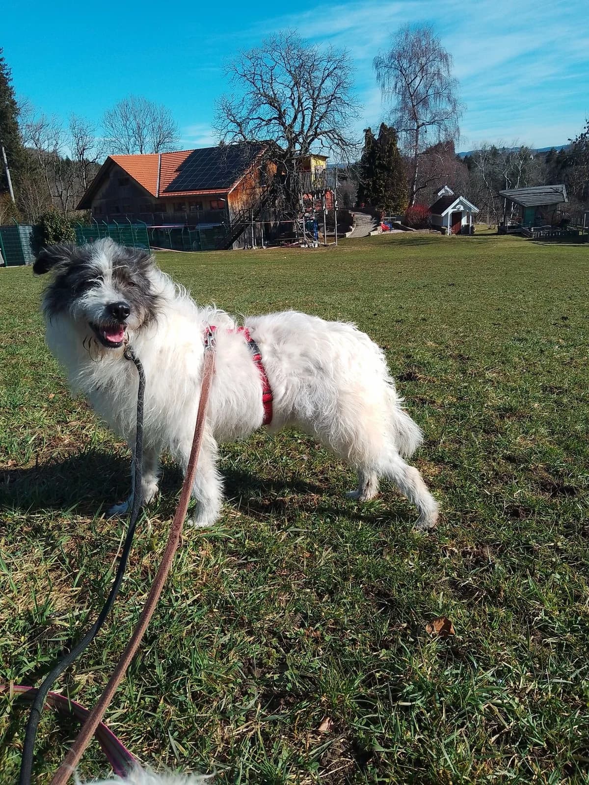 Charly, male Mixed Breed for adoption at Zuflucht für Tiere im Allgäu, Kempten