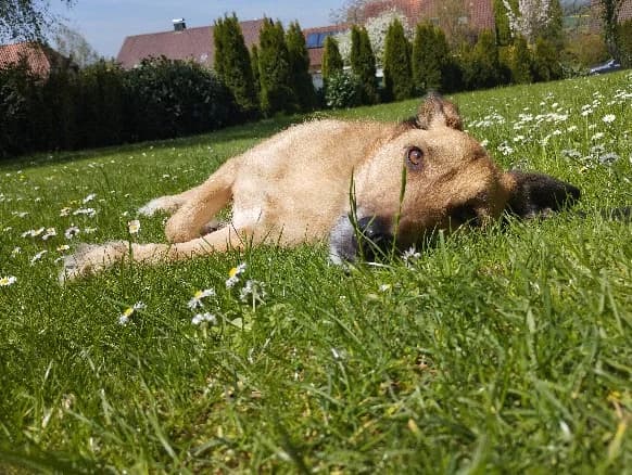 Dave, male senior Mixed Breed for adoption at Zuflucht für Tiere im Allgäu, Kempten