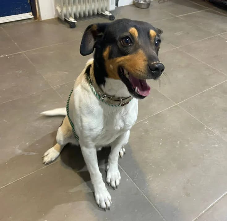 Marshall,  4yo Mixed Breed for adoption at Zuflucht für Tiere im Allgäu, Kempten