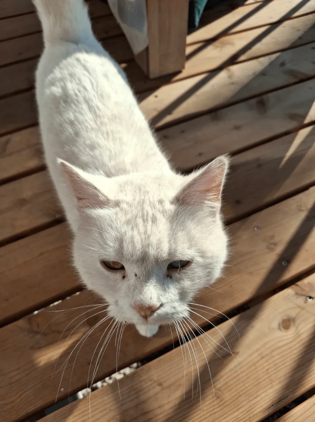 Schnuffi,  5yo Mixed Breed for adoption at Zuflucht für Tiere im Allgäu, Kempten
