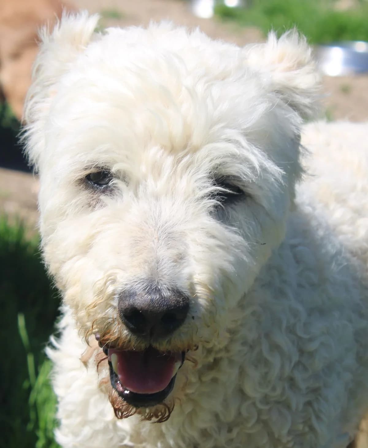 Merlin, male senior Mixed Breed for adoption at Zuflucht für Tiere im Allgäu, Kempten