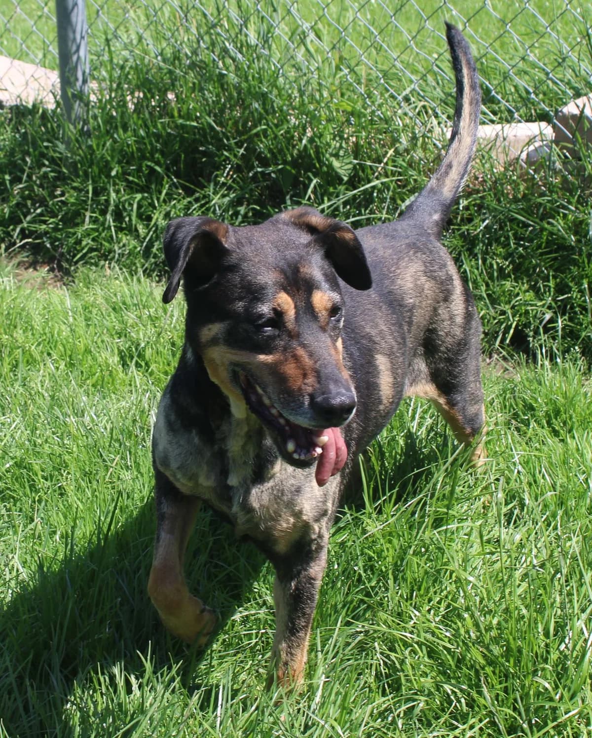 Lina, female senior Mixed Breed for adoption at Zuflucht für Tiere im Allgäu, Kempten