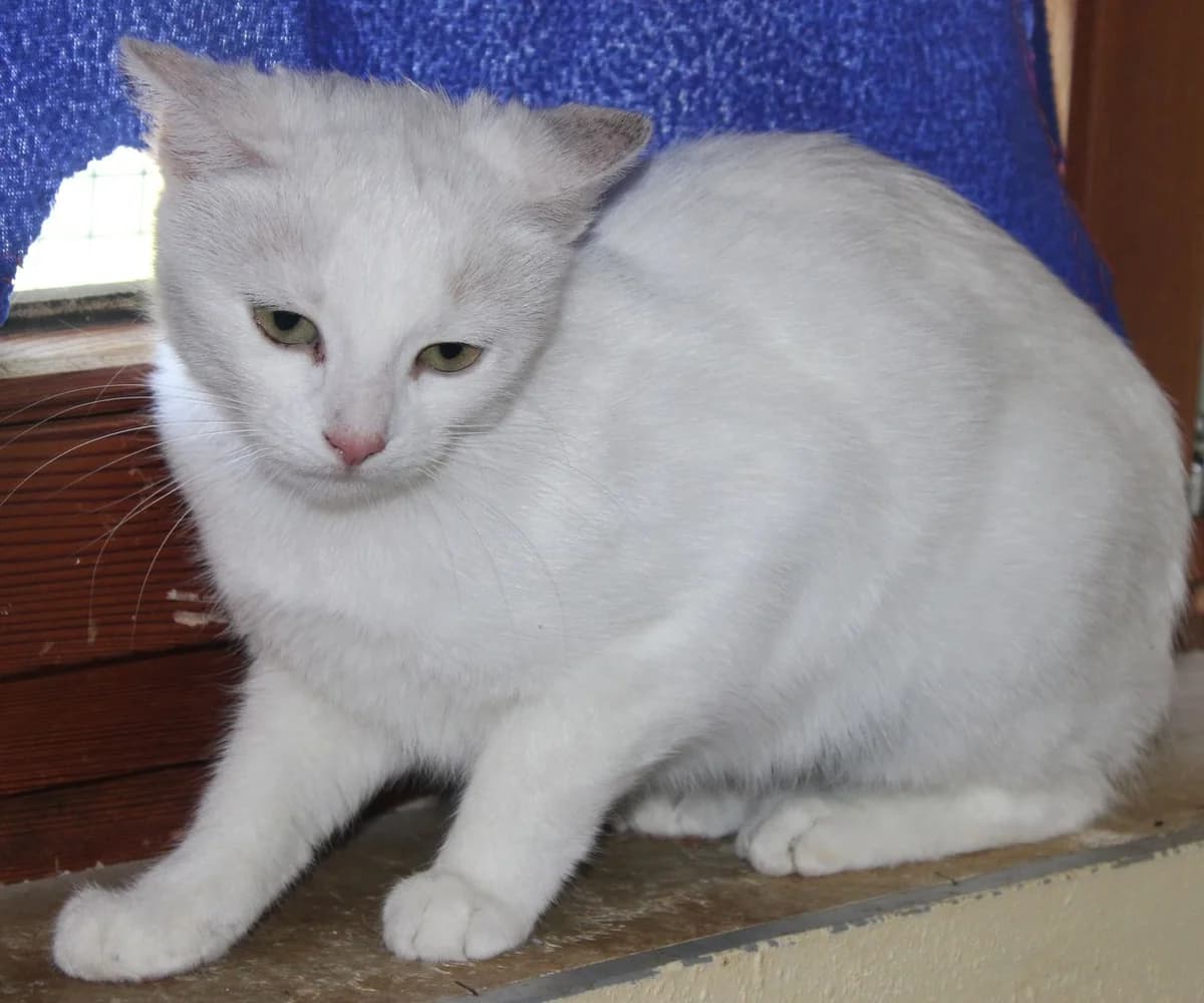 Mathilda,  young Mixed Breed for adoption at Zuflucht für Tiere im Allgäu, Kempten