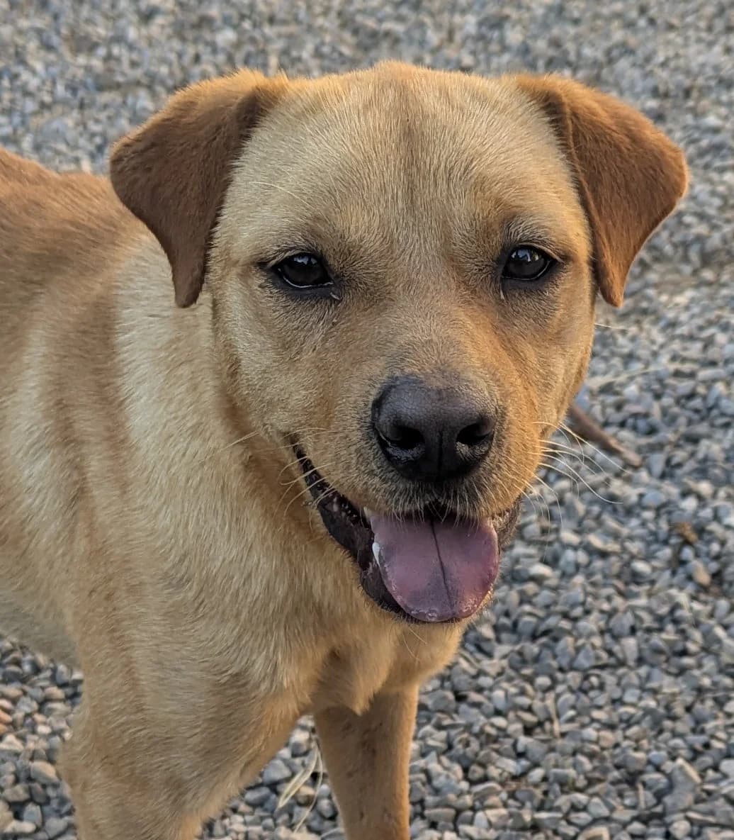 Sally, female young Mixed Breed for adoption at Zuflucht für Tiere im Allgäu, Kempten
