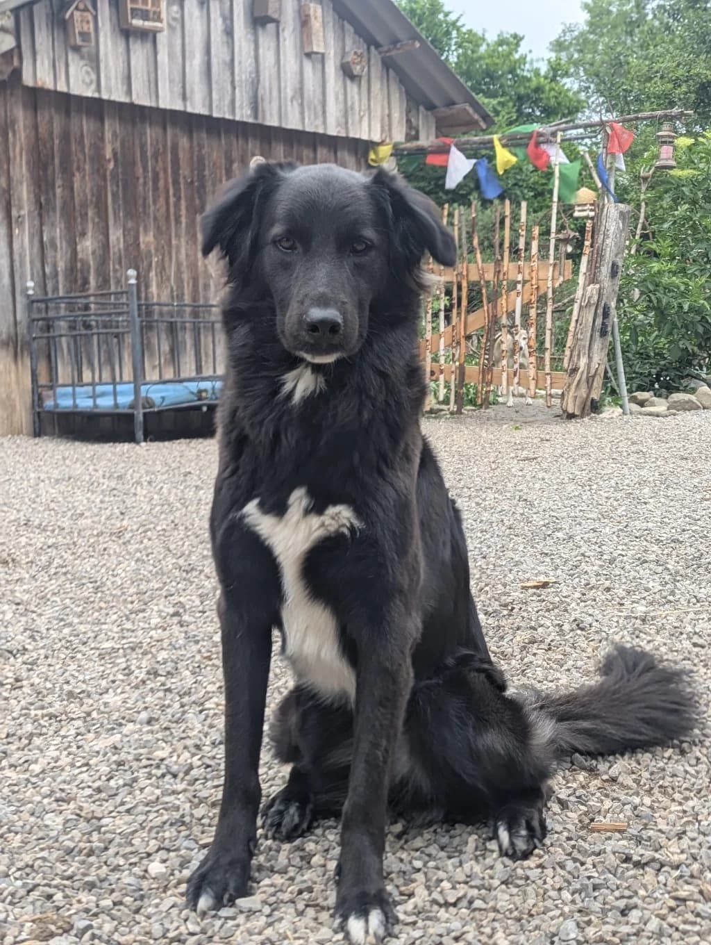 Kimberly, female young Mixed Breed for adoption at Zuflucht für Tiere im Allgäu, Kempten