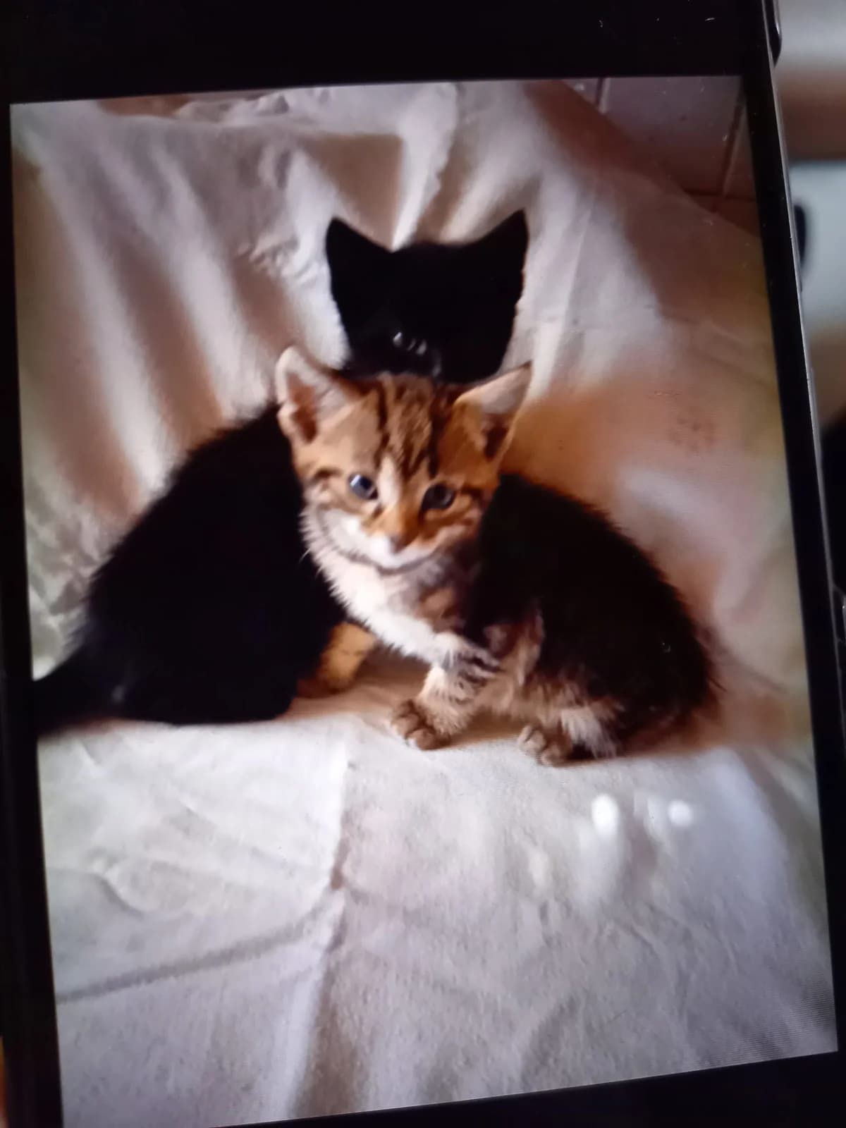 4 Babykatzen suchen Zuhause, male Mixed Breed for adoption at Zuflucht für Tiere im Allgäu, Kempten