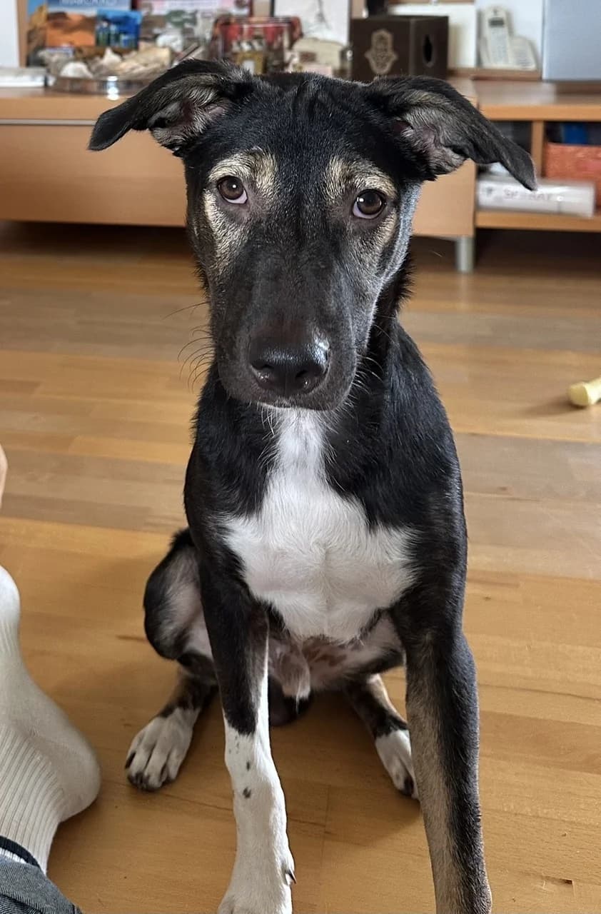 Blacky,  puppy Mixed Breed for adoption at Zuflucht für Tiere im Allgäu, Kempten