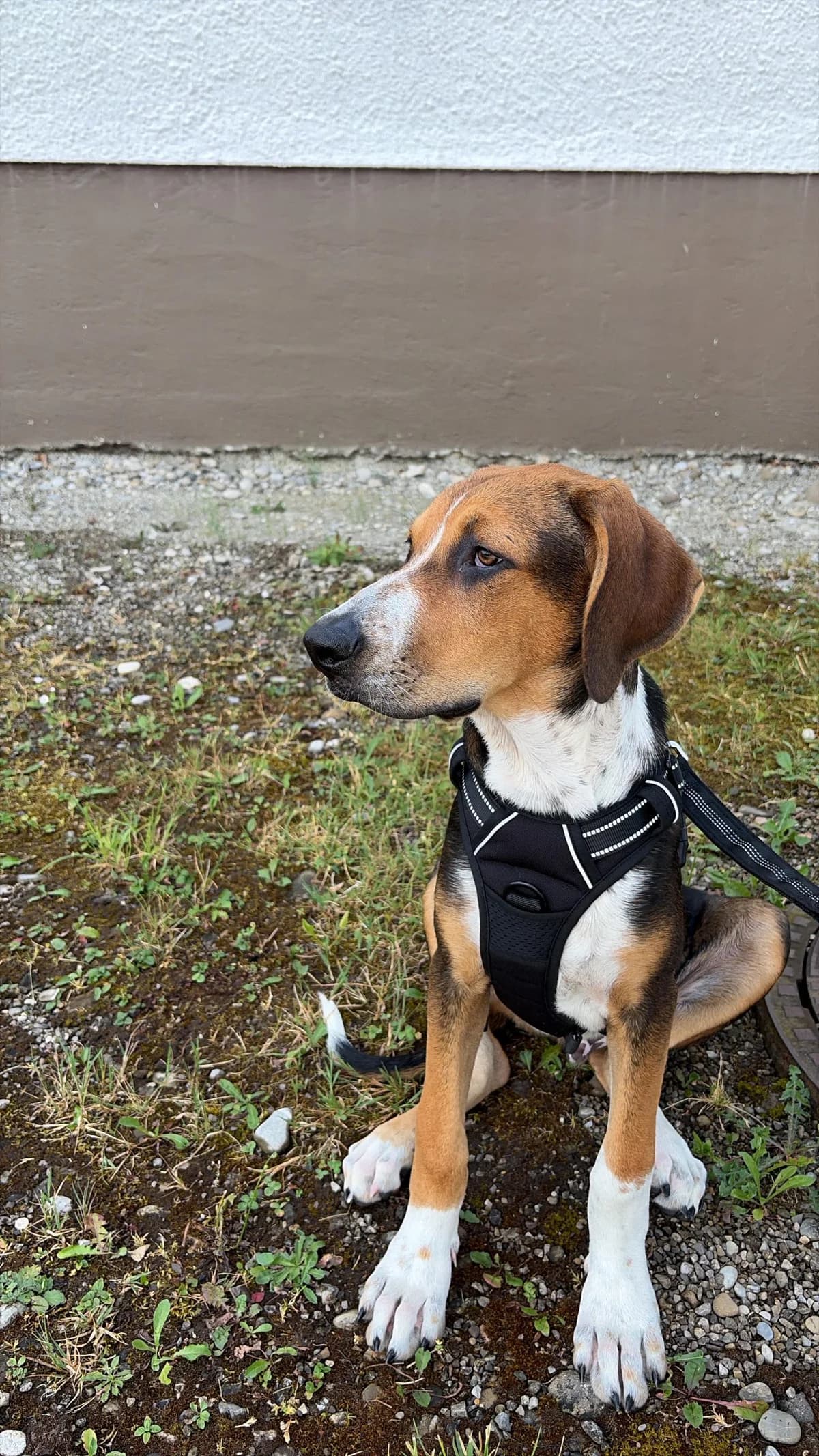 Robby, male puppy Mixed Breed for adoption at Zuflucht für Tiere im Allgäu, Kempten