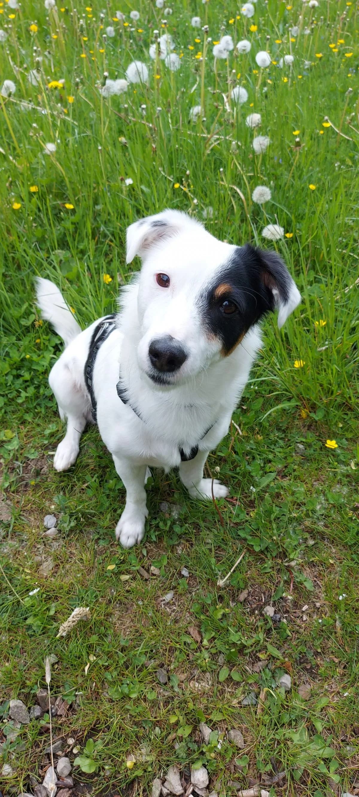 Snoopy,  6yo Mixed Breed for adoption at Zuflucht für Tiere im Allgäu, Kempten
