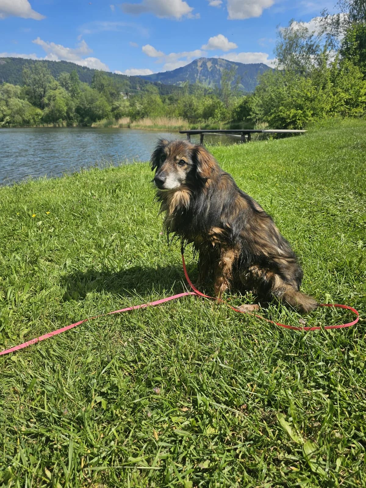 Benji,  senior Mixed Breed for adoption at Zuflucht für Tiere im Allgäu, Kempten