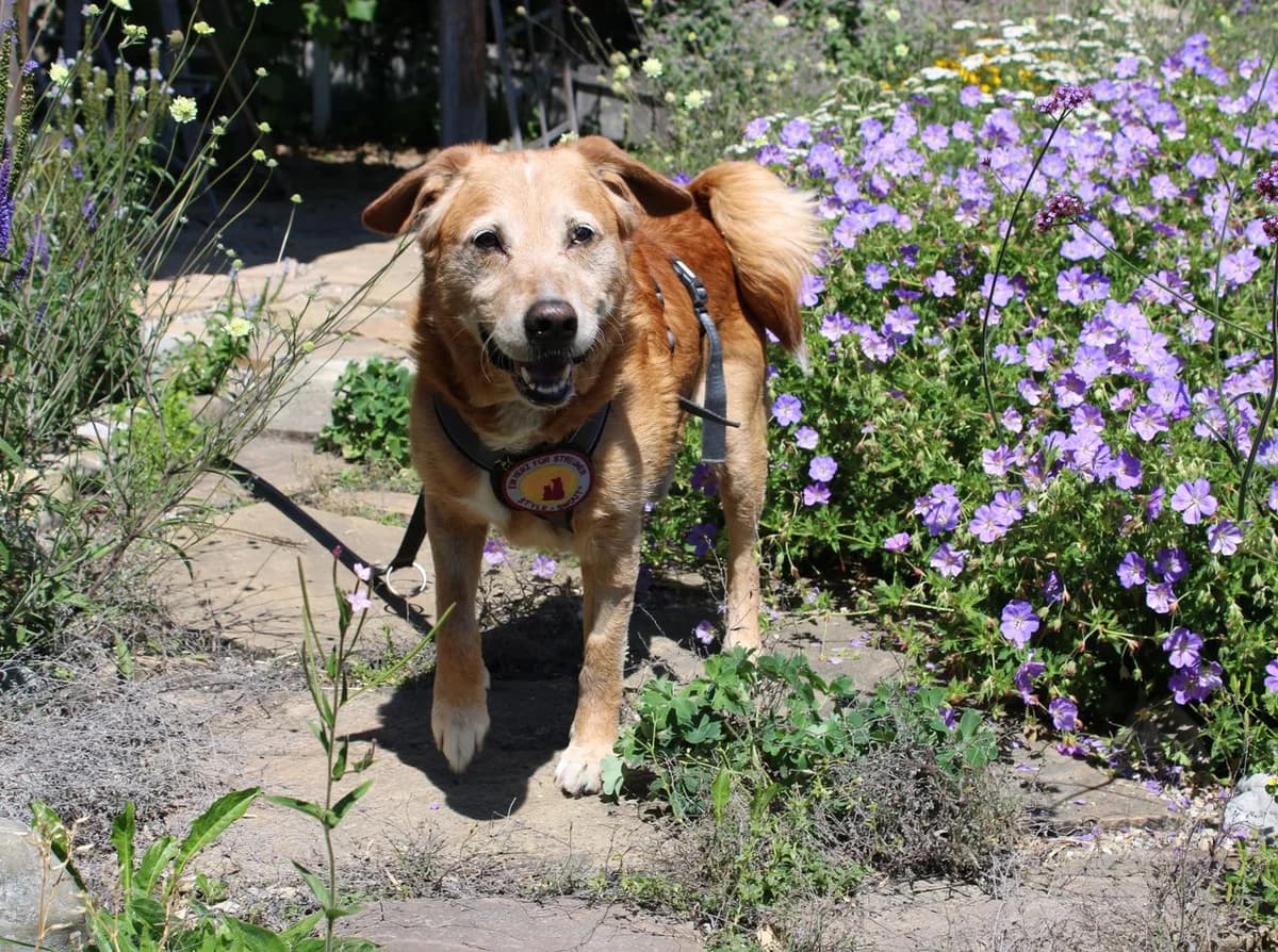 Maxi, male senior Mixed Breed for adoption at Zuflucht für Tiere im Allgäu, Kempten