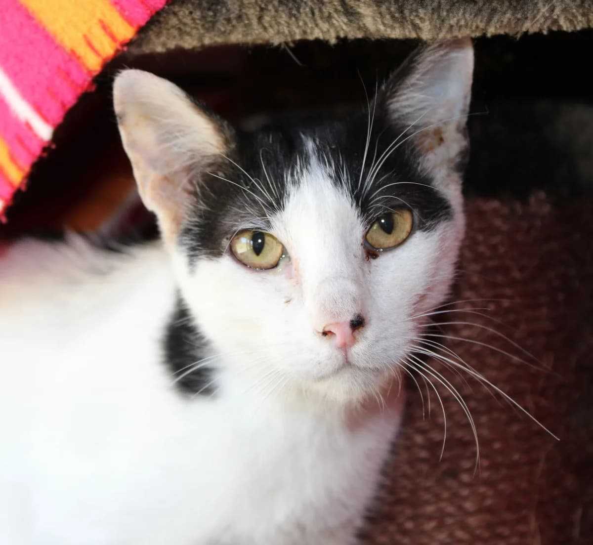 Luis, Mixed Breed (Zuflucht für Tiere im Allgäu)