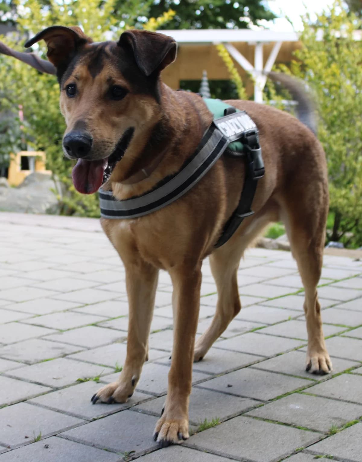 Theo, Mixed Breed (Zuflucht für Tiere im Allgäu)