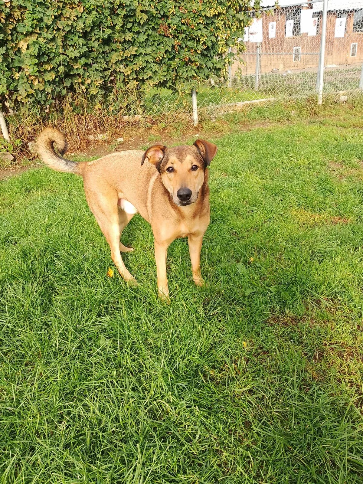 Theo, male Mixed Breed for adoption at Zuflucht für Tiere im Allgäu, Kempten
