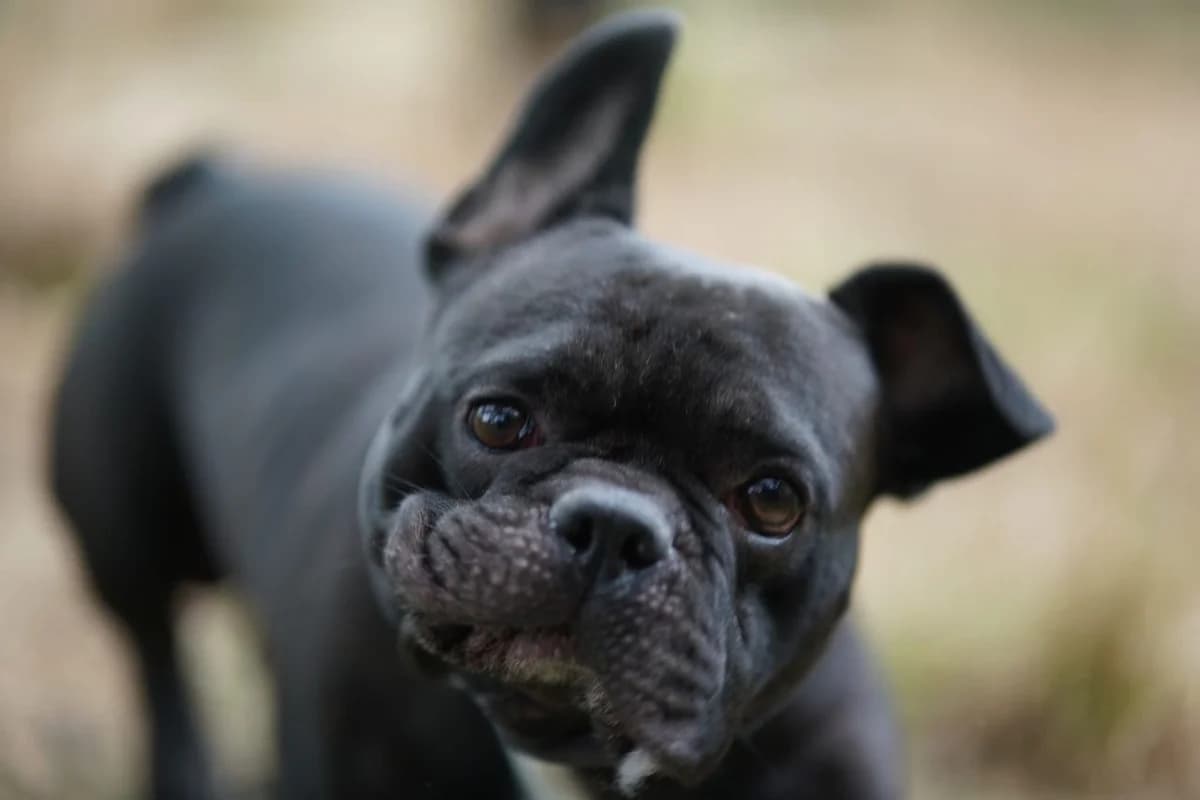 Milo, male Mixed Breed for adoption at Zuflucht für Tiere im Allgäu, Kempten