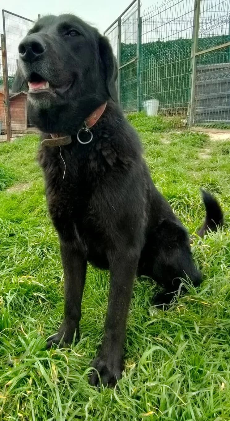 Picasso, male young Mixed Breed for adoption at Zuflucht für Tiere im Allgäu, Kempten