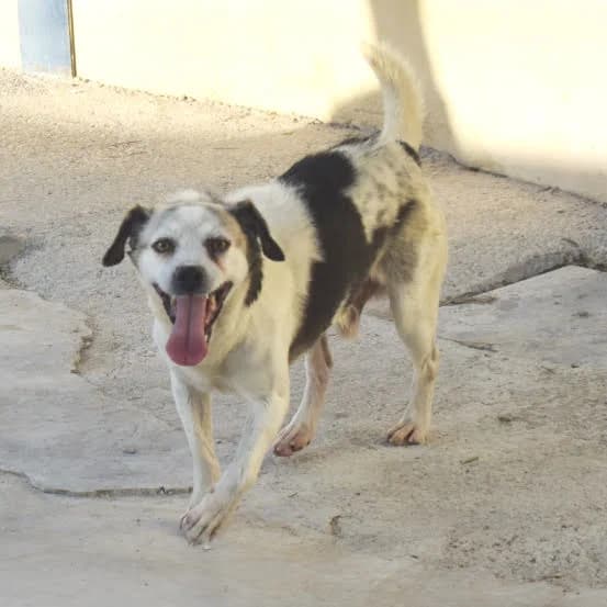 Baley, male 5yo Mixed Breed for adoption at Zuflucht für Tiere im Allgäu, Kempten
