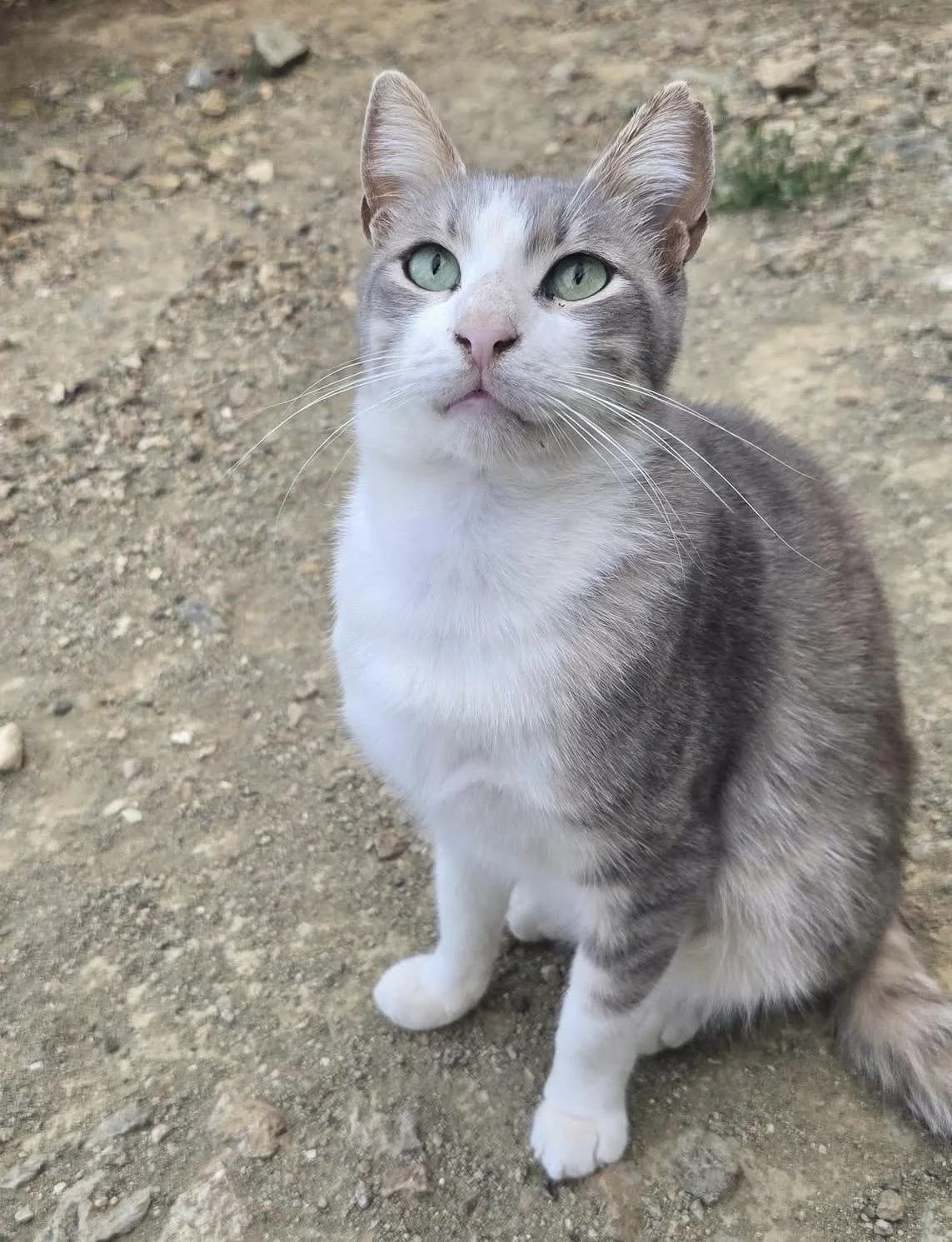 Asher, male mixed breed for adoption at Heroes for Cyprus Cats / Zypernkatzen