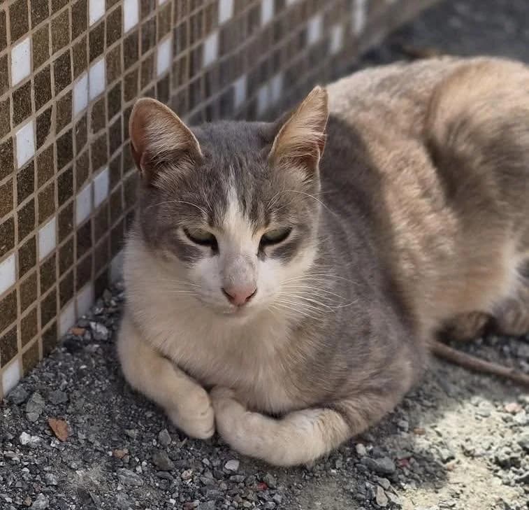 Asher, male mixed breed for adoption at Heroes for Cyprus Cats / Zypernkatzen — photo 3 of 10