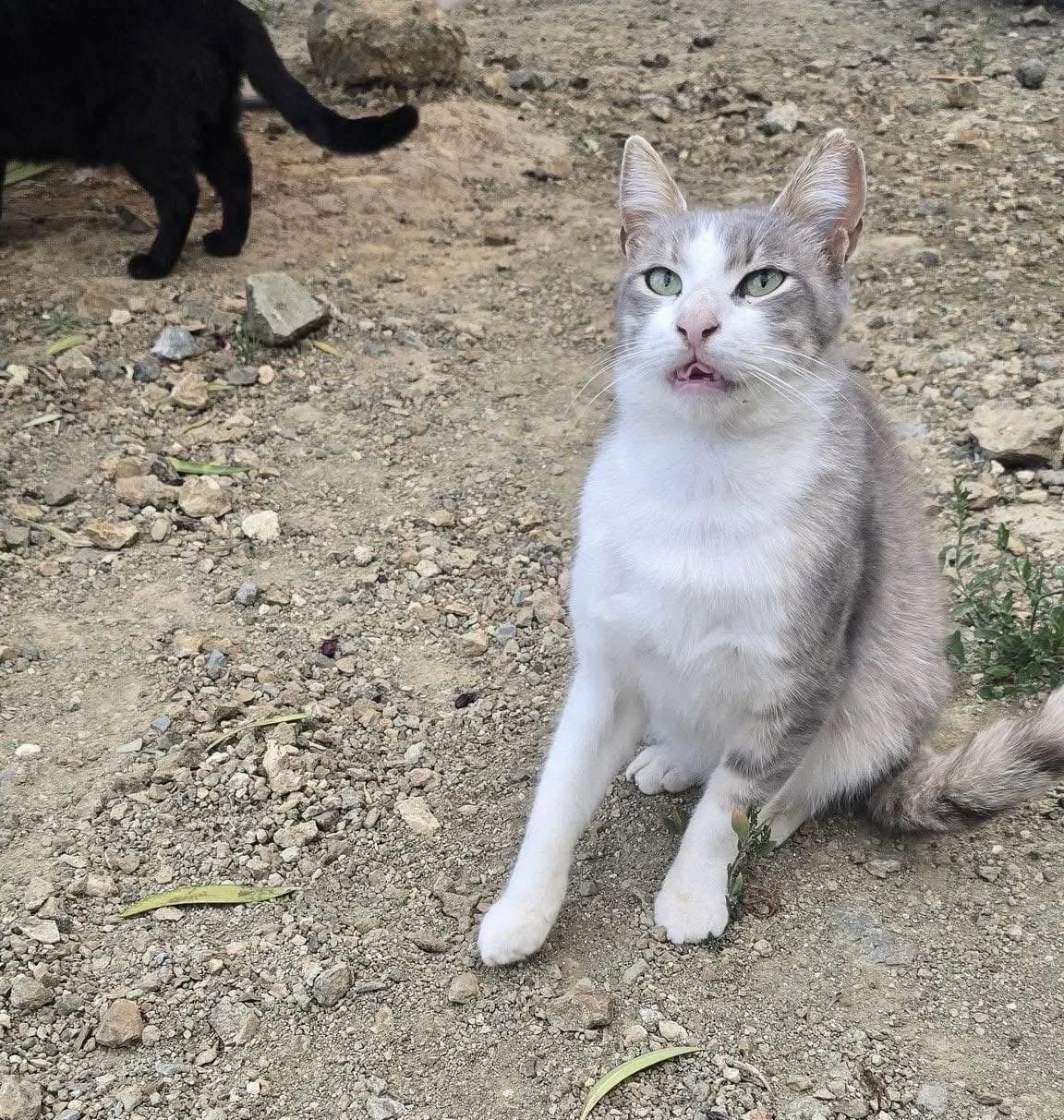 Asher, male mixed breed for adoption at Heroes for Cyprus Cats / Zypernkatzen — photo 4 of 10