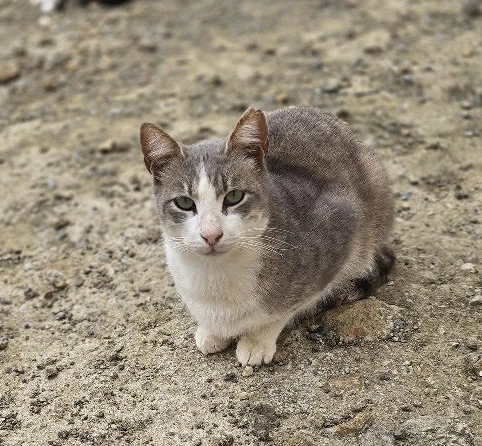 Asher, male mixed breed for adoption at Heroes for Cyprus Cats / Zypernkatzen — photo 5 of 10