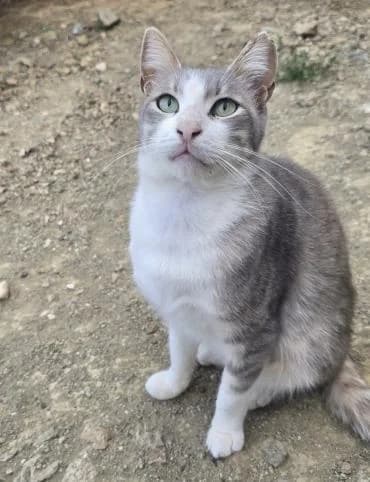 Asher, male mixed breed for adoption at Heroes for Cyprus Cats / Zypernkatzen — photo 6 of 10