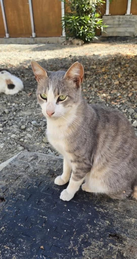 Asher, male mixed breed for adoption at Heroes for Cyprus Cats / Zypernkatzen — photo 7 of 10