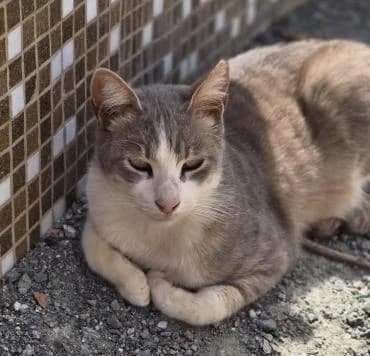 Asher, male mixed breed for adoption at Heroes for Cyprus Cats / Zypernkatzen — photo 8 of 10