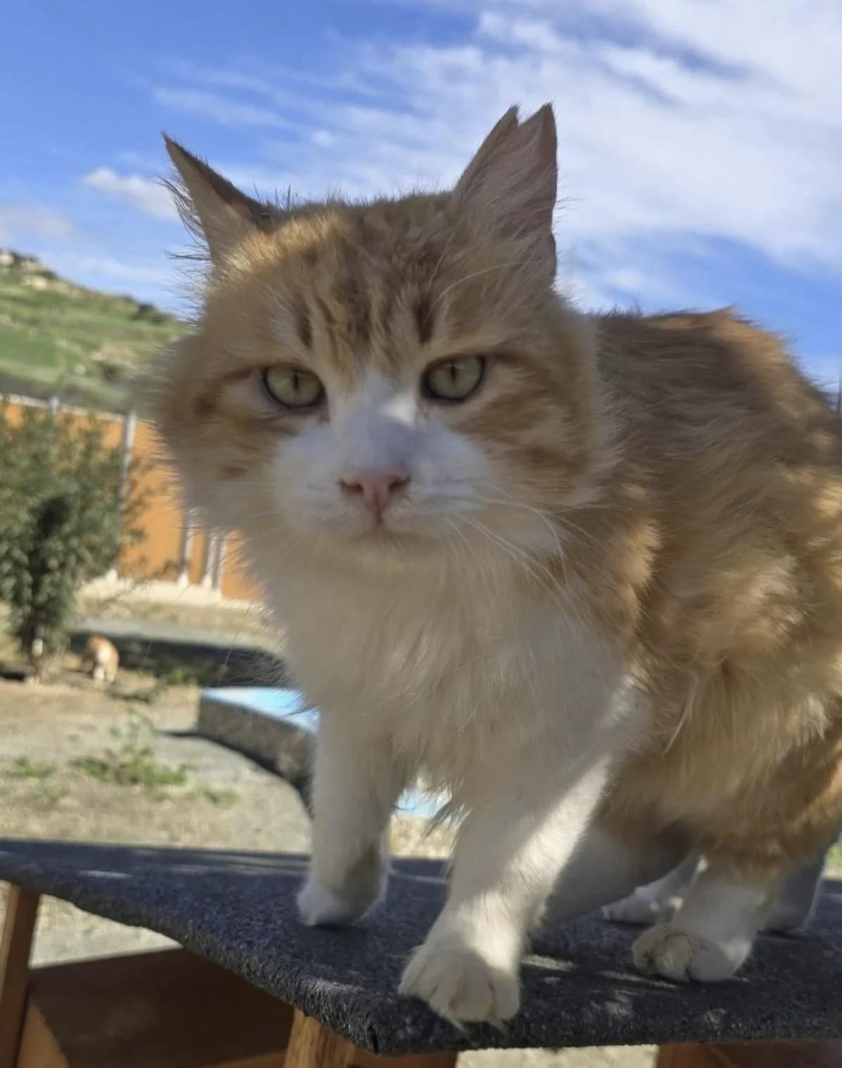 Hemsworth 🐾 macht seinem Namen Ehre, male mixed breed for adoption at Heroes for Cyprus Cats / Zypernkatzen