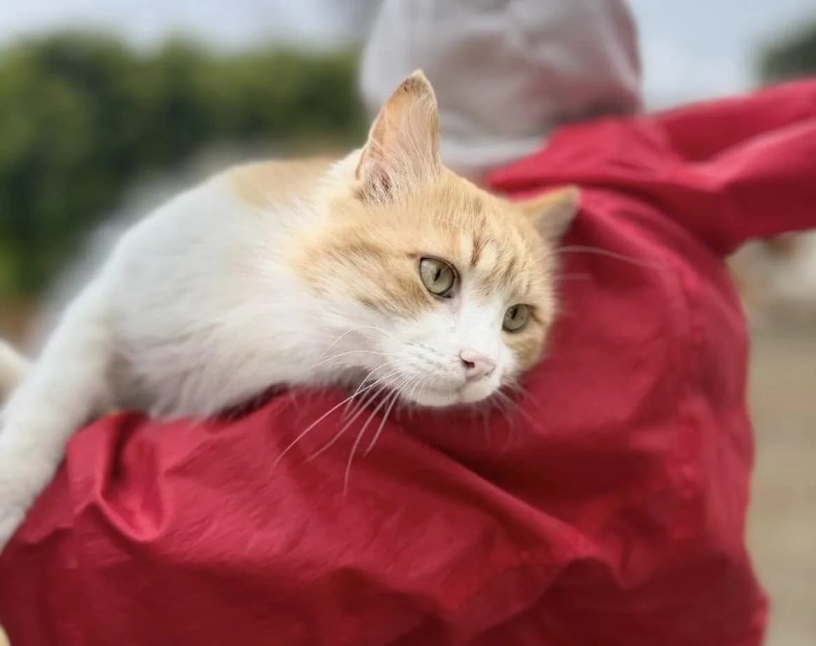 Hemsworth 🐾 macht seinem Namen Ehre, male mixed breed for adoption at Heroes for Cyprus Cats / Zypernkatzen — photo 3 of 10