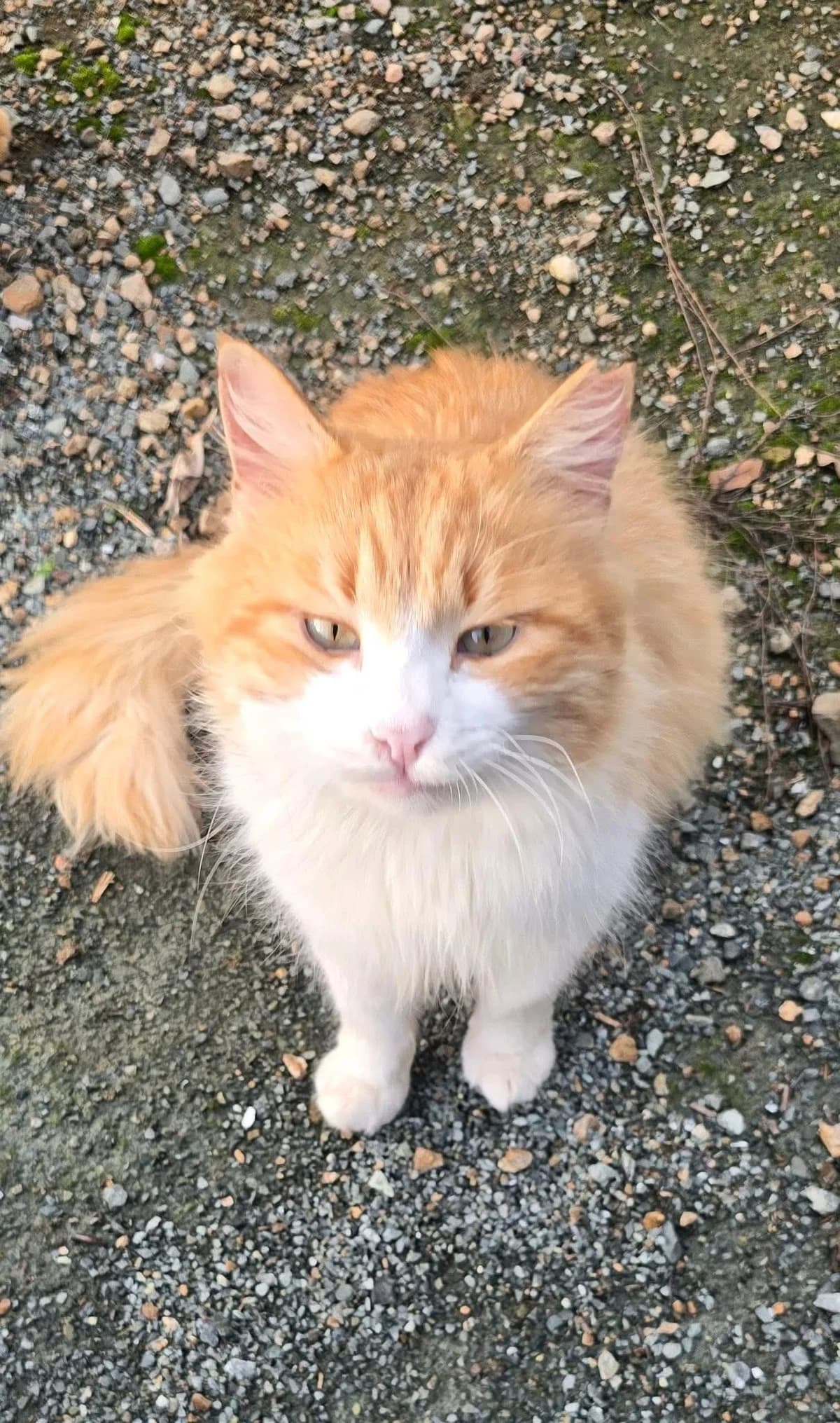 Hemsworth 🐾 macht seinem Namen Ehre, male mixed breed for adoption at Heroes for Cyprus Cats / Zypernkatzen — photo 4 of 10