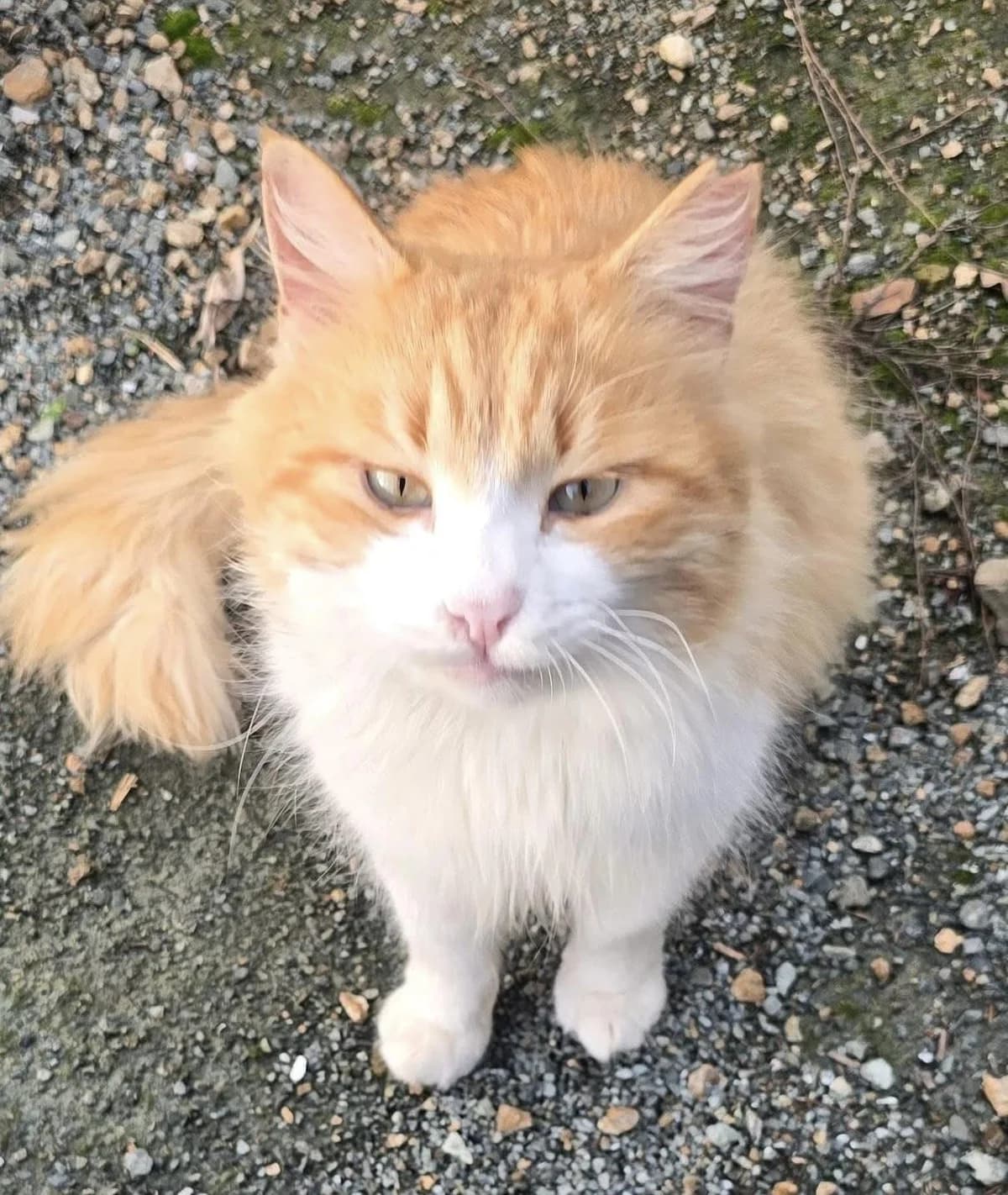 Hemsworth 🐾 macht seinem Namen Ehre, male mixed breed for adoption at Heroes for Cyprus Cats / Zypernkatzen — photo 5 of 10