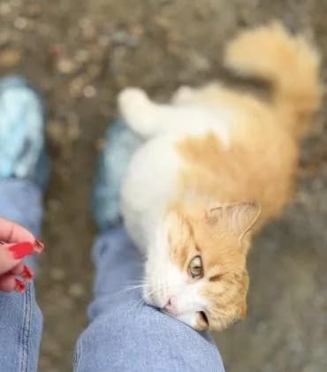 Hemsworth 🐾 macht seinem Namen Ehre, male mixed breed for adoption at Heroes for Cyprus Cats / Zypernkatzen — photo 7 of 10