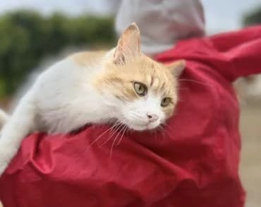 Hemsworth 🐾 macht seinem Namen Ehre, male mixed breed for adoption at Heroes for Cyprus Cats / Zypernkatzen — photo 8 of 10