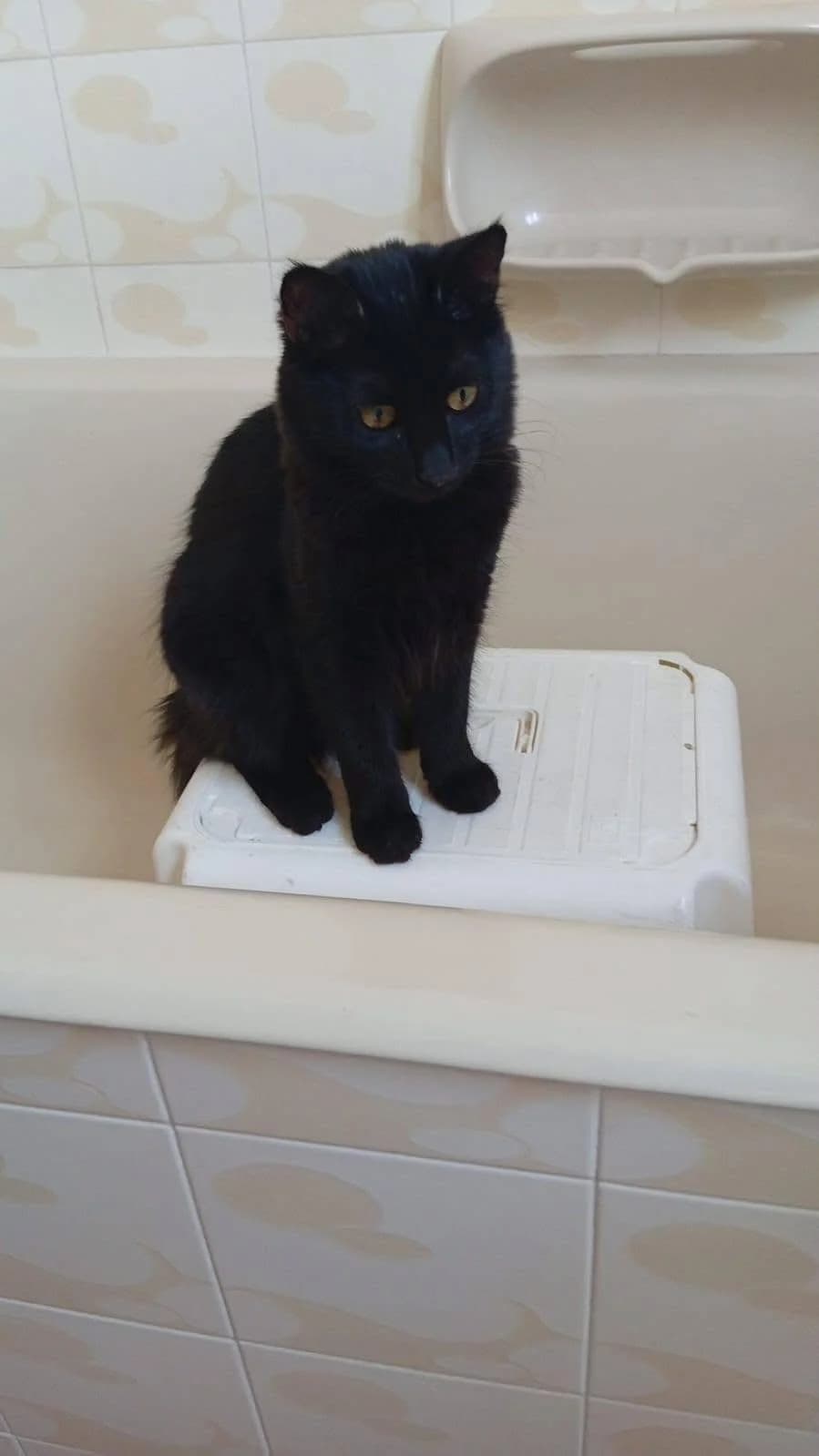 Canion 🐾 Kater mit Tiefgang, male mixed breed for adoption at Heroes for Cyprus Cats / Zypernkatzen