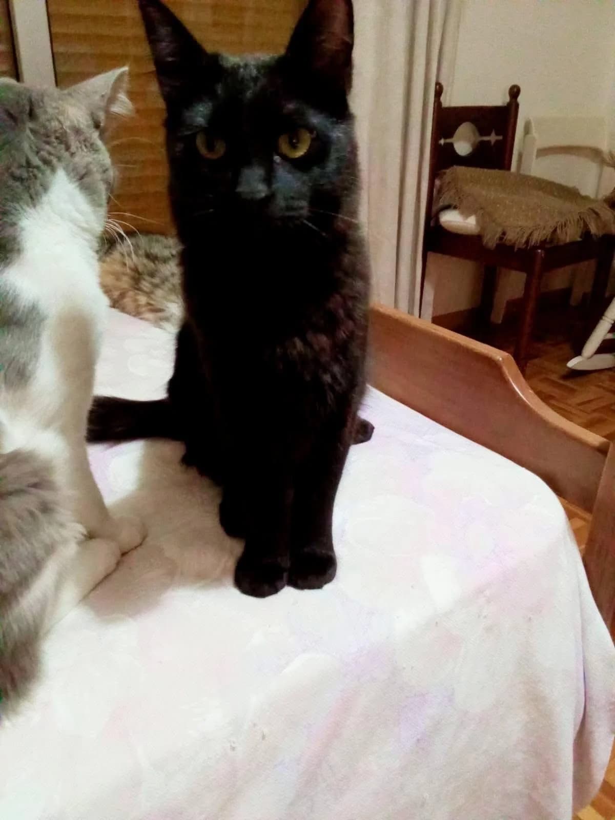 Canion 🐾 Kater mit Tiefgang, male mixed breed for adoption at Heroes for Cyprus Cats / Zypernkatzen — photo 3 of 10