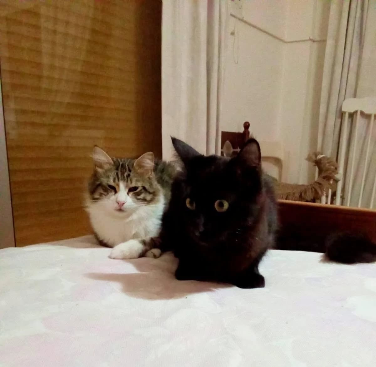 Canion 🐾 Kater mit Tiefgang, male mixed breed for adoption at Heroes for Cyprus Cats / Zypernkatzen — photo 4 of 10