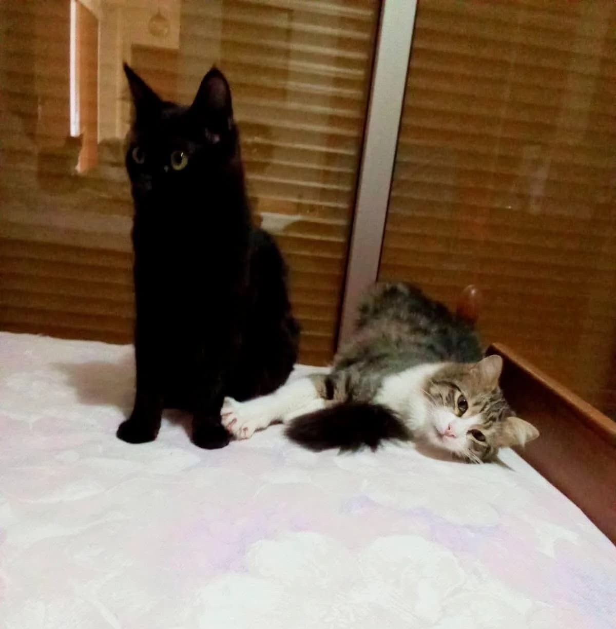 Canion 🐾 Kater mit Tiefgang, male mixed breed for adoption at Heroes for Cyprus Cats / Zypernkatzen — photo 5 of 10