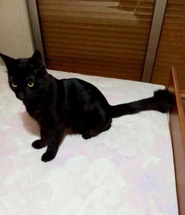 Canion 🐾 Kater mit Tiefgang, male mixed breed for adoption at Heroes for Cyprus Cats / Zypernkatzen — photo 7 of 10