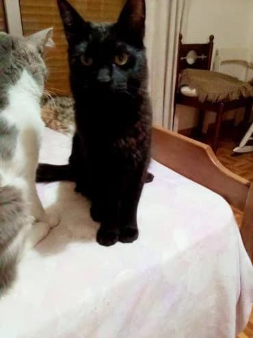 Canion 🐾 Kater mit Tiefgang, male mixed breed for adoption at Heroes for Cyprus Cats / Zypernkatzen — photo 8 of 10