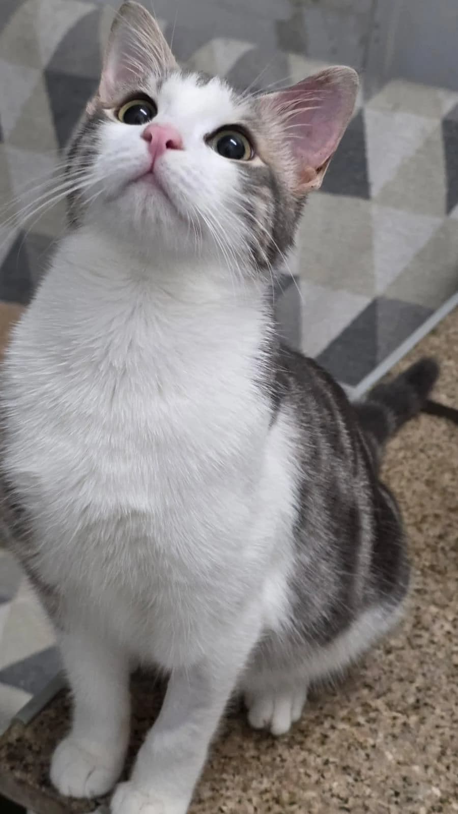 Dewey 🐾 die Nr. 2 aus dem Trio, male mixed breed for adoption at Heroes for Cyprus Cats / Zypernkatzen — photo 2 of 10